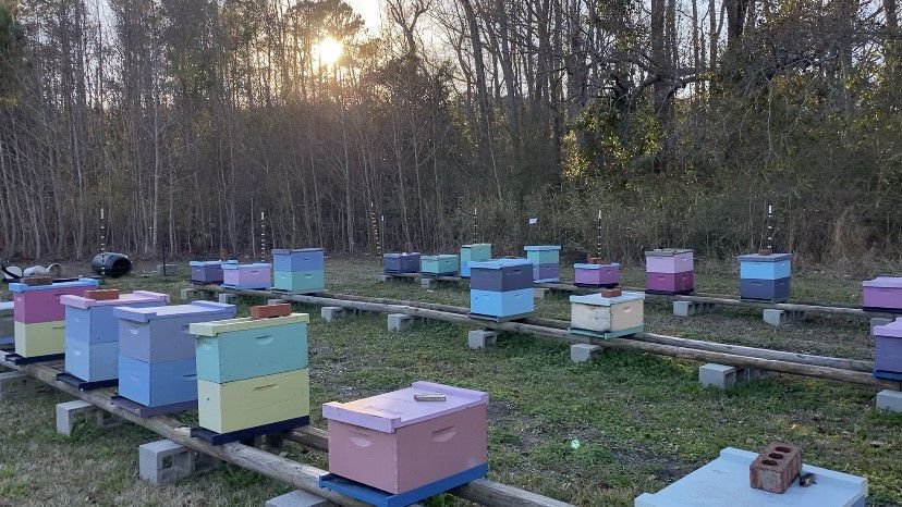 One of Edgar's other locations that still has all hives intact. (Spectrum News 1/Natalie Mooney)